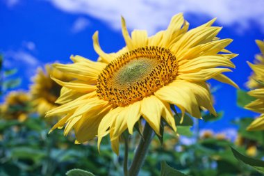 Mavi gökyüzüne karşı tarlada ayçiçeği çiçekler
