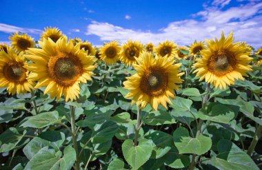 Mavi gökyüzüne karşı tarlada ayçiçeği çiçekler