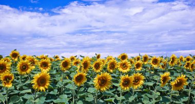 Mavi gökyüzüne karşı tarlada ayçiçeği çiçekler
