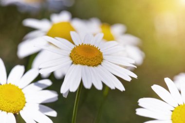 Tarlada papatya çiçekleri