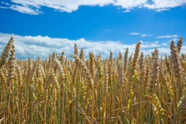 Mavi gökyüzü karşı bir alanda buğday spikelets