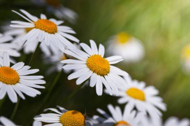 Tarlada papatya çiçekleri