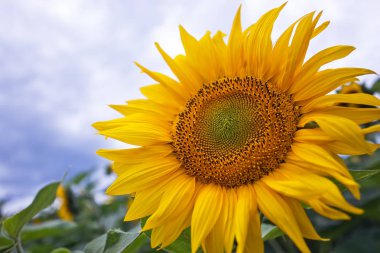Mavi gökyüzüne karşı tarlada ayçiçeği çiçekler