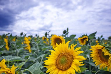Mavi gökyüzüne karşı tarlada ayçiçeği çiçekler