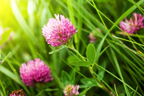 Fleurs Trèfle Dans Champ Dans Nature — Photo