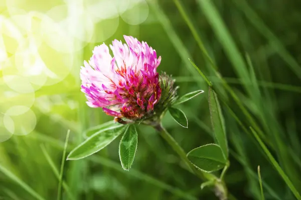 Flores Trevo Campo Natureza — Fotografia de Stock