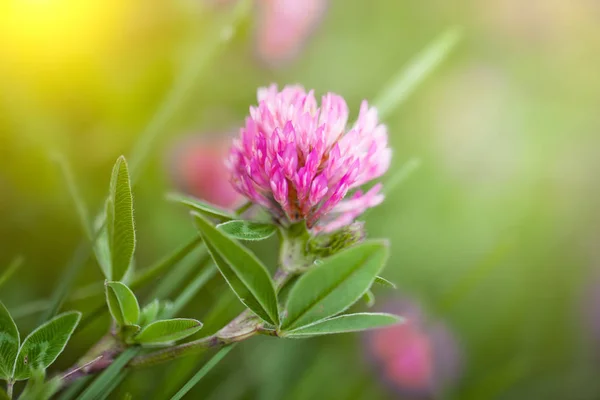 Flores Trébol Campo Naturaleza — Foto de Stock