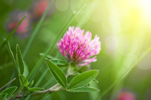 Flores Trevo Campo Natureza — Fotografia de Stock