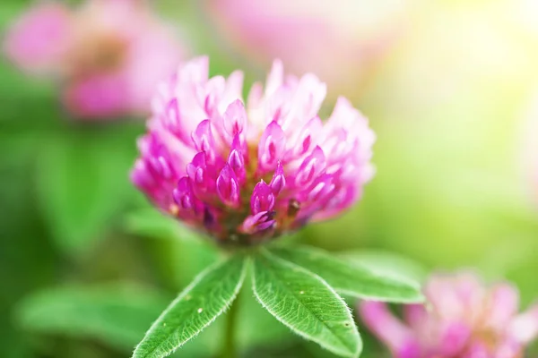 Fleurs Trèfle Dans Champ Dans Nature — Photo