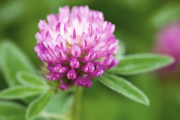 Fleurs Trèfle Dans Champ Dans Nature — Photo