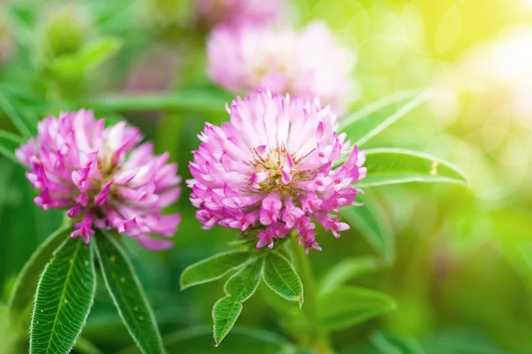 Fleurs Trèfle Dans Champ Dans Nature — Photo