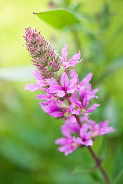 Fleurs Trèfle Dans Champ Dans Nature — Photo