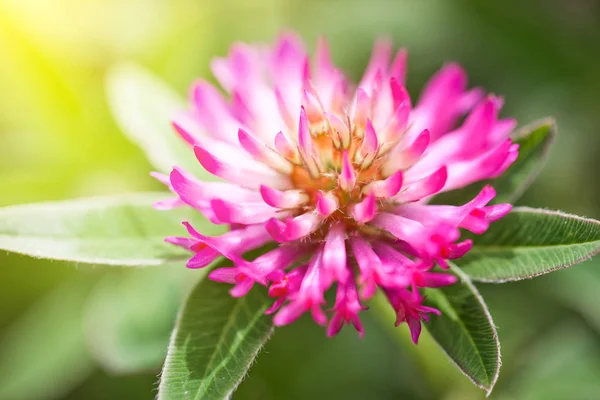 Flores Trébol Campo Naturaleza — Foto de Stock