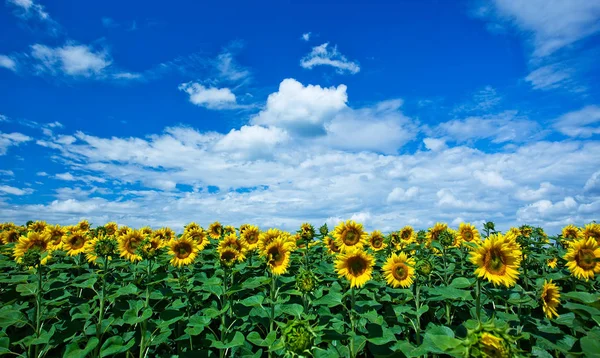 Mavi gökyüzüne karşı tarlada ayçiçeği çiçekler