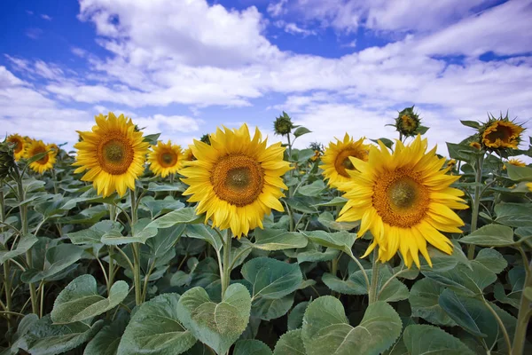 Mavi gökyüzüne karşı tarlada ayçiçeği çiçekler