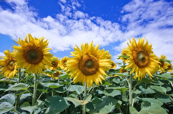 Mavi gökyüzüne karşı tarlada ayçiçeği çiçekler