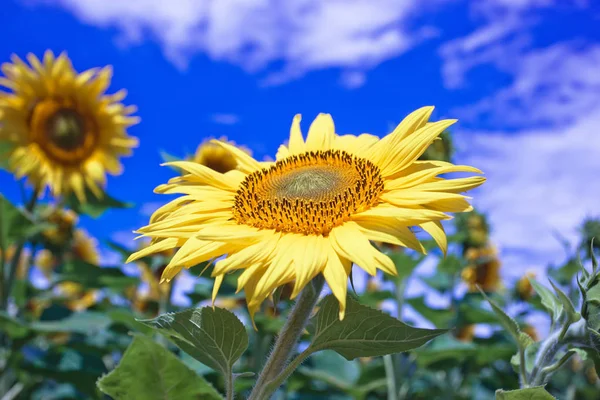 Mavi gökyüzüne karşı tarlada ayçiçeği çiçekler