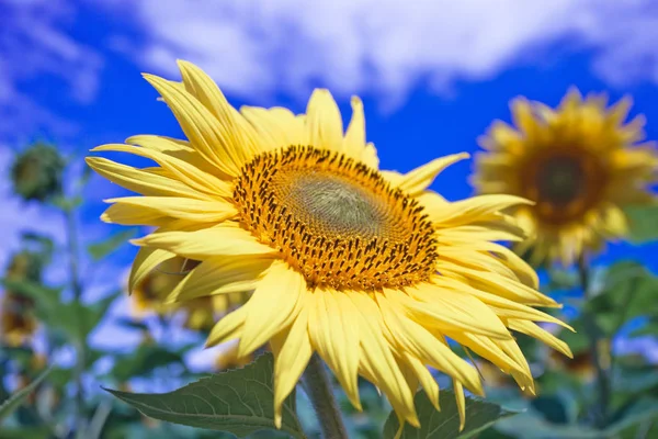 Mavi gökyüzüne karşı tarlada ayçiçeği çiçekler