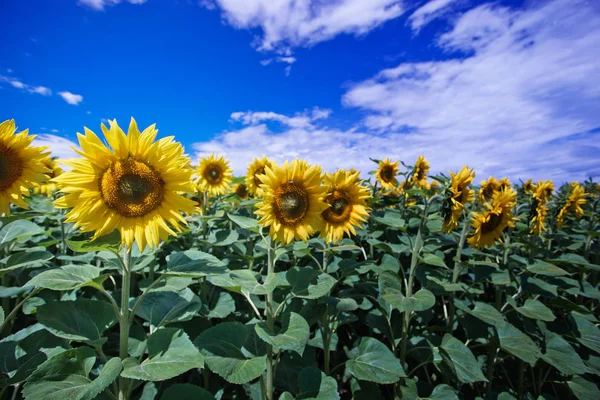 Mavi gökyüzüne karşı tarlada ayçiçeği çiçekler