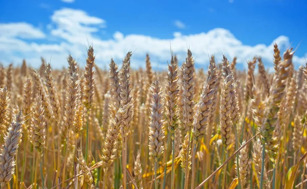 Mavi gökyüzü karşı bir alanda buğday spikelets