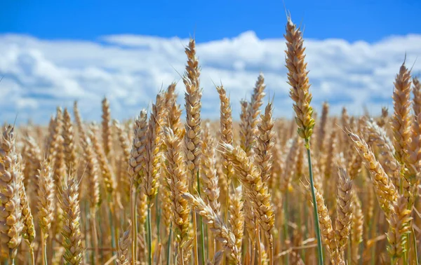 Las Espiguillas Del Trigo Campo Contra Cielo Azul —  Fotos de Stock