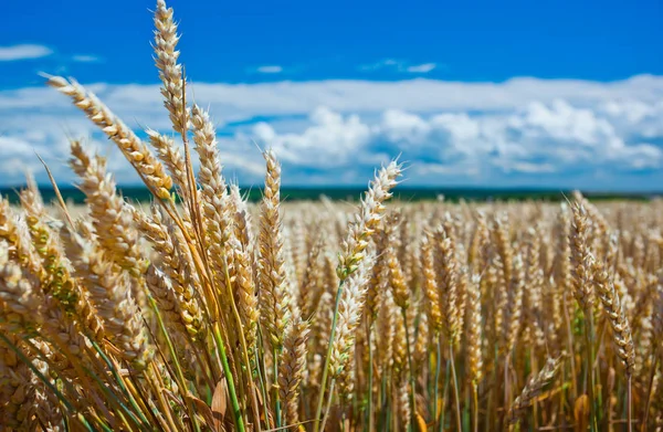 Mavi gökyüzü karşı bir alanda buğday spikelets