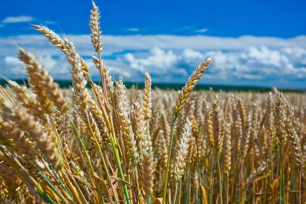 Las Espiguillas Del Trigo Campo Contra Cielo Azul —  Fotos de Stock