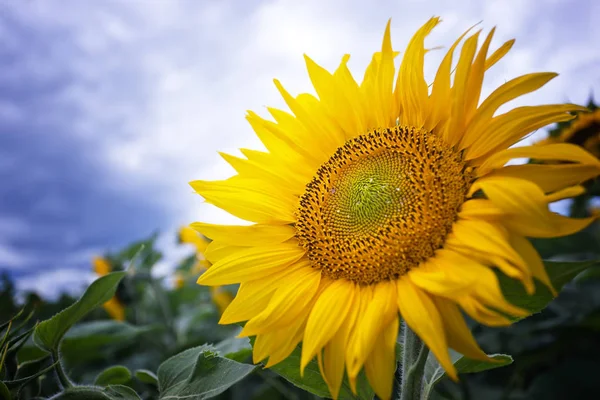 Mavi gökyüzüne karşı tarlada ayçiçeği çiçekler
