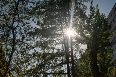 Güneşin ışınları şehrin ilkbaharında ağaçların taçlarından kırılıyor.