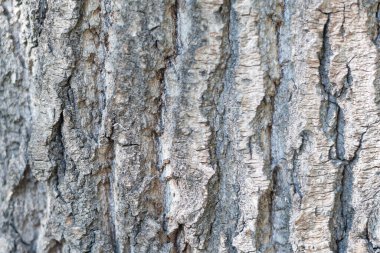 Açık kahverengi kavak kabuğu dokusu
