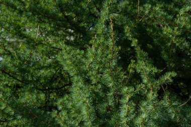 İlkbaharda şehirde yeşil tarla kuşu