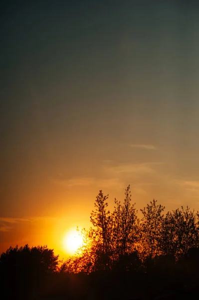 木々のシルエットを背景に街の黄金の時間に沈む夕日 — ストック写真