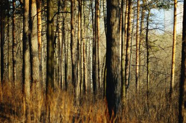 Batan güneşin ışınlarında kozalaklı orman. Gün batımında köknar ağacı gövdeleri