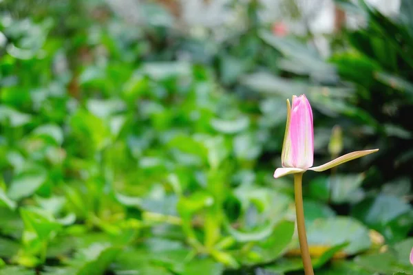 Fleur Nénuphar Rose Fleurit Dans Étang — Photo