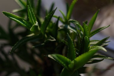 L tıbbi aloe vera bitkisinin yaprakları.