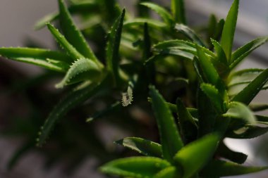 L tıbbi aloe vera bitkisinin yaprakları. 