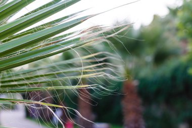 John Muir National Historic Site palmiye ağaçları