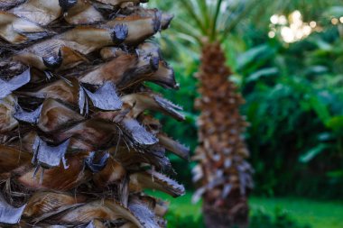 John Muir National Historic Site palmiye ağaçları