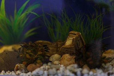 Tropikal Akvaryum balığı yeşil güzel ile tatlı su akvaryum dikti