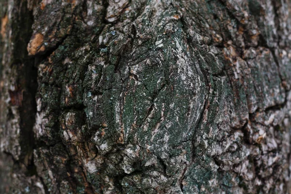 Gündoğumu eski ağaç kabuğu dairesel bir doku ile demiryolu satırında bir — Stok fotoğraf