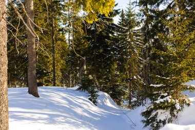 Kış orman günbatımı güneş ışınları