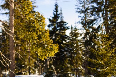 Kış orman günbatımı güneş ışınları