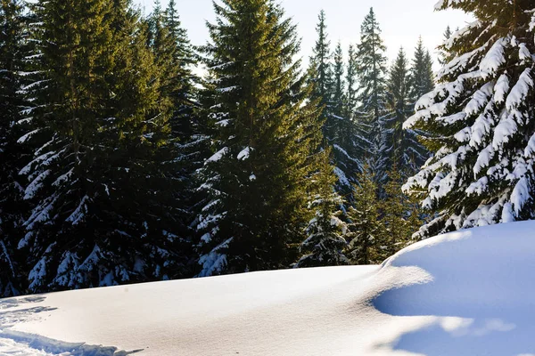 Pădurea de iarnă apus de soare raze — Fotografie, imagine de stoc