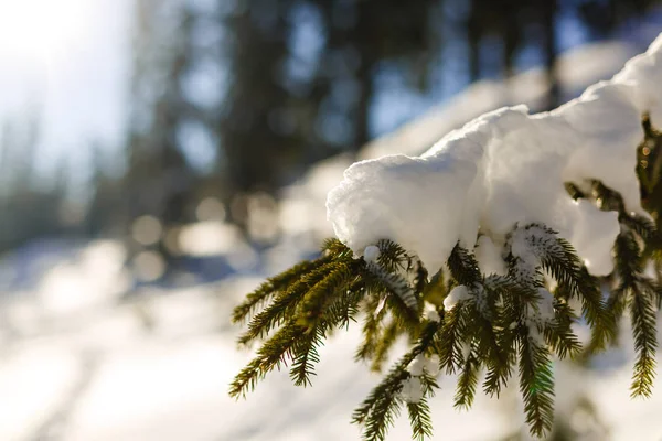 Kış Güneşi karla kaplı çam dalları ile tatili — Stok fotoğraf