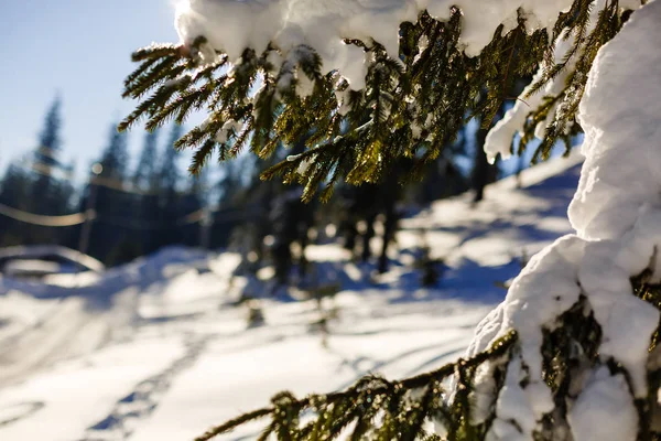 El sol del invierno rompe a través de las ramas de abeto cubiertas de nieve — Foto de Stock