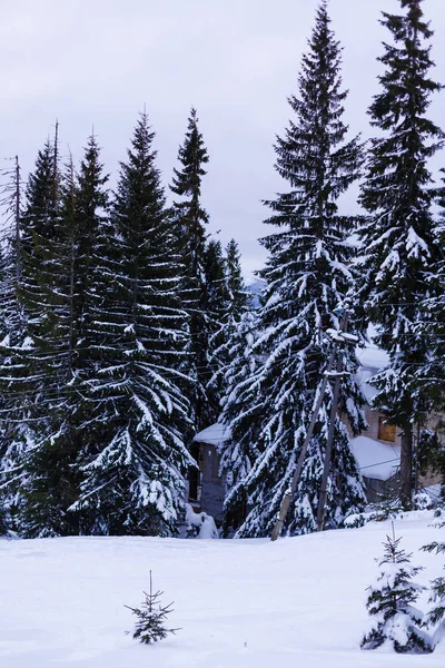 Peisaj frumos de iarnă cu copaci acoperiți cu zăpadă — Fotografie, imagine de stoc