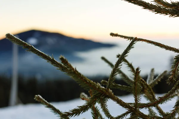 Bosque de invierno, ramas cubiertas de nieve, montañas bajas, nublado, nubes grises — Foto de Stock