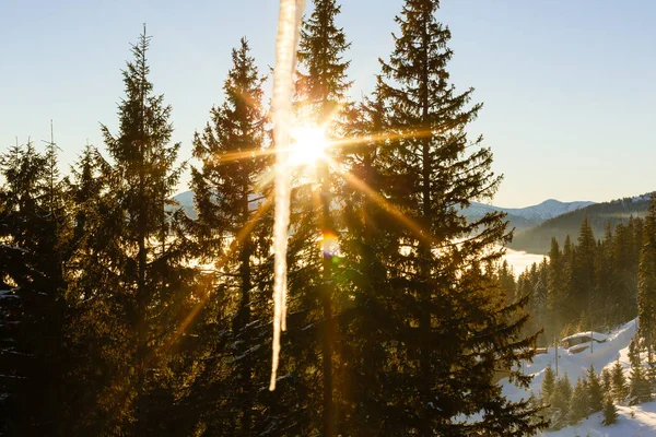 Apus de iarnă deasupra oceanului. Copaci sub zăpadă după zăpada de Crăciun. Grouse Mountain Park. North Vancouver. British Columbia. Canada . — Fotografie, imagine de stoc