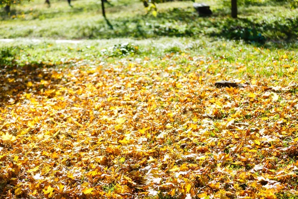 Folhas Amarelas Parque Outono — Fotografia de Stock