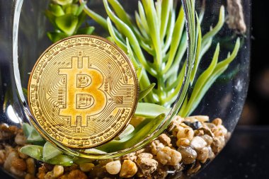 Fiziksel kripto altın Bitcoin madeni para ve çiçekler. Uzayı metin için kopyala. Seçici odak.